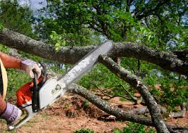 Trusted Newcastle, CA Tree Removal and Landscaping Services Experts